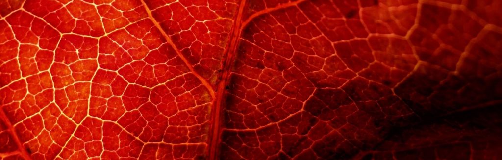 Le sang au coeur de la Vie